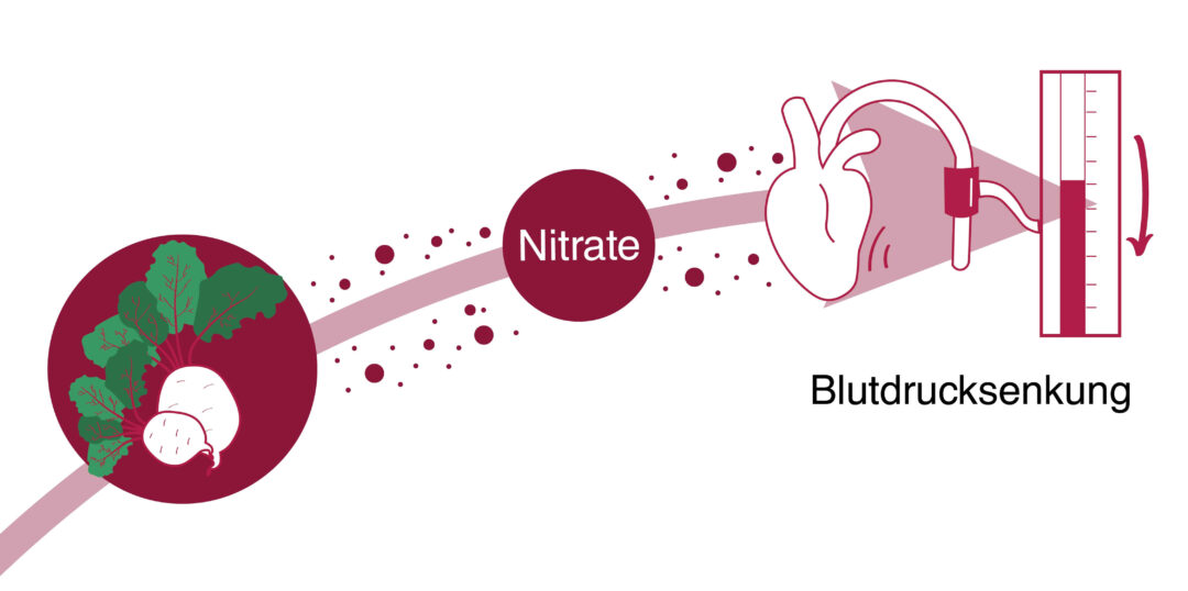 Schaubild  zum Einfluss von Nitrat auf den Blutdruck.