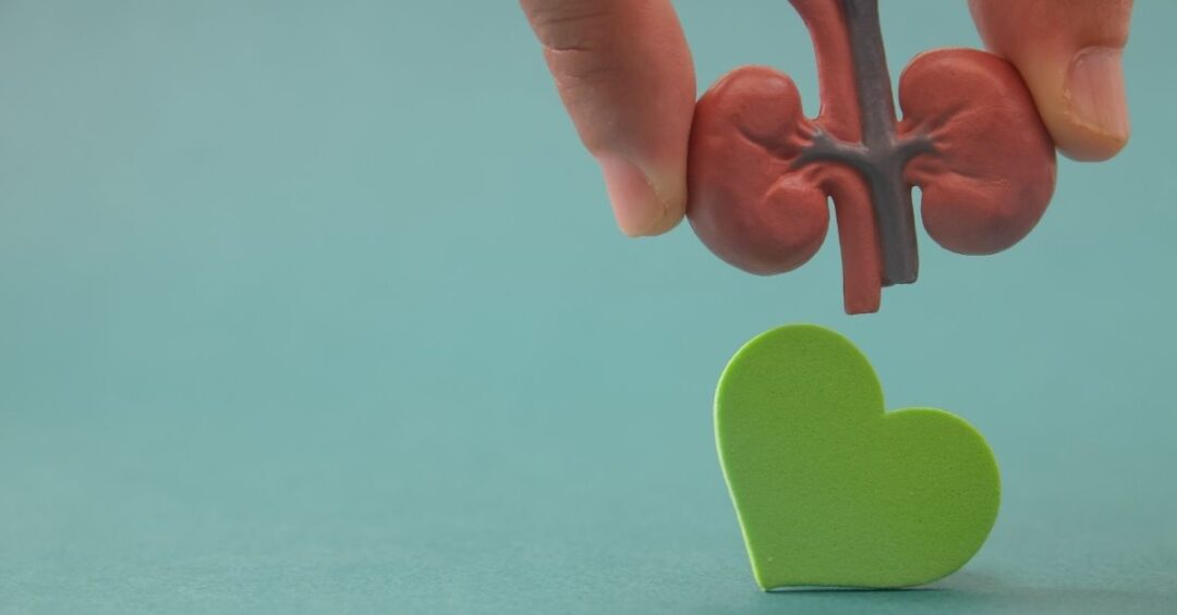 Nierenmodell über grünem Herzsymbol – Symbolbild für den Zusammenhang zwischen Nierengesundheit und Blutdruck.