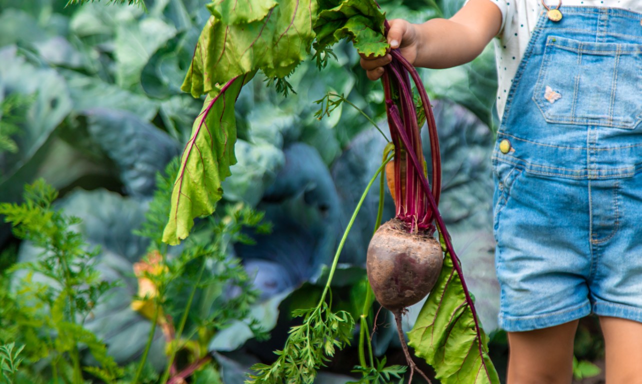Rote Bete für Kinder: ab wann, wie viel und worauf du achten solltest