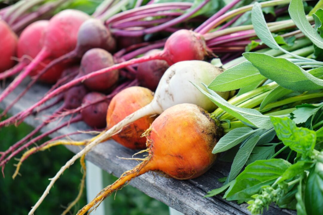 Bunte Knollen von Rote Bete, Rüben und Mangold.