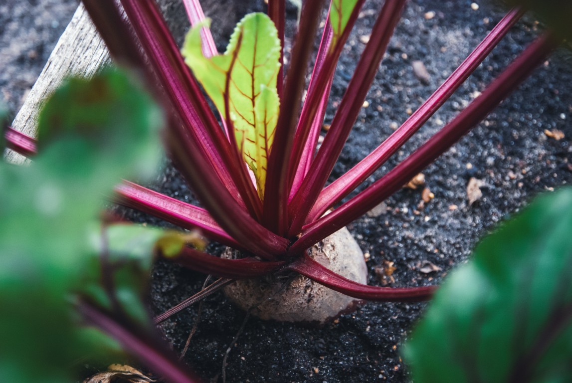 Rote Bete (Beta vulgaris): Botanik, Herkunft und Sorten der roten Knolle